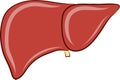 Human liver vector