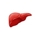 Human liver, isolated healthy organ of digestive system for detoxification and metabolism