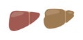 Human liver vector illustration.