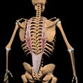 Human longissimus thoracis muscles on skeleton Royalty Free Stock Photo