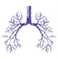 Human low poly bronchus with trachea, carina in purple and blue. Royalty Free Stock Photo