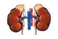 Human low poly kidneys with vein and aorta, suprarenal adrenal