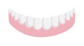 Human lower jaw gum with straight healthy teeth