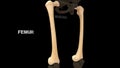 Human lower limb bone femur
