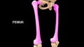 Human lower limb bone femur