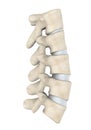 Human Lumbar Spine Anatomy Isolated