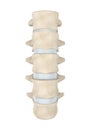 Human Lumbar Spine Anatomy Isolated Royalty Free Stock Photo