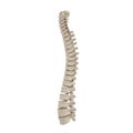 Human Lumbar Spine Anatomy on white. 3D illustration Royalty Free Stock Photo