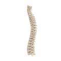 Human Lumbar Spine Anatomy on white. 3D illustration Royalty Free Stock Photo