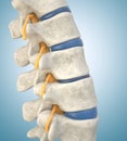 Human lumbar spine model demonstrating thinned disc Royalty Free Stock Photo