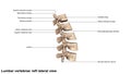 Human Lumbar vertebral column