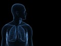Human lung Royalty Free Stock Photo