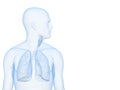 Human lung Royalty Free Stock Photo
