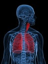 Human lung Royalty Free Stock Photo