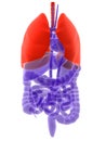 Human lung Royalty Free Stock Photo