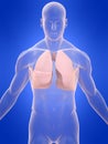 Human lung Royalty Free Stock Photo