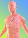 Human lung Royalty Free Stock Photo