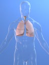 Human lung Royalty Free Stock Photo