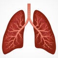 Human Lung anatomy diagram Royalty Free Stock Photo