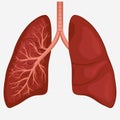 Human Lung anatomy diagram