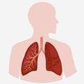 Human Lung anatomy diagram Royalty Free Stock Photo