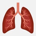 Human lung anatomy diagram. illness respiratory cancer Royalty Free Stock Photo