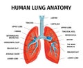 Human Lung Anatomy Diagram Royalty Free Stock Photo