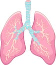 Human lung anatomy Royalty Free Stock Photo