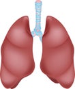 Human lung anatomy