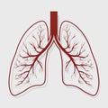 Human Lung anatomy illustration