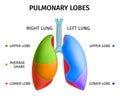 Human Lung Anatomy Infochart Royalty Free Stock Photo