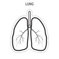 Human lung anatomy.