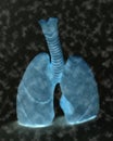 human lung anatomy model on black background Royalty Free Stock Photo