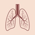 Human lung anatomy. Respiratory system graphics. Vector. Royalty Free Stock Photo