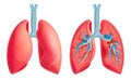 Human Lung Anatomy Set Royalty Free Stock Photo