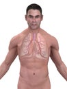 Human lung and bronchi