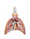 Human Lung (Extraction)