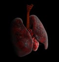 Human Lung and heart anatomy, 3d Illustration on black background