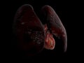 Human Lung and heart anatomy, 3d Illustration on black background