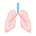 Human lung illustration. Royalty Free Stock Photo