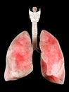 The human lung Royalty Free Stock Photo