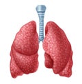 Human lungs Royalty Free Stock Photo