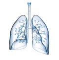 Human lungs with alveolus, medically 3D illustration Royalty Free Stock Photo