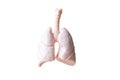 Human Lungs Anatomical Model on white background