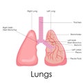 Human Lungs Anatomy Royalty Free Stock Photo