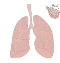 Human lungs. anatomy. alveoli