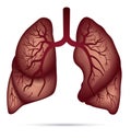 Human lungs anatomy for asthma, tuberculosis, pneumonia. Lung ca