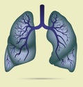 Human lungs anatomy for asthma, tuberculosis, pneumonia. Lung ca