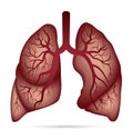 Human lungs anatomy for asthma, tuberculosis, pneumonia. Lung ca