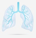 Human lungs anatomy for asthma, tuberculosis, pneumonia. Lung ca